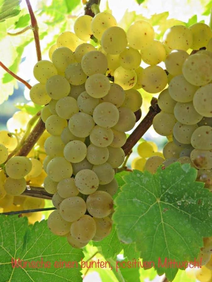 Haus Marientaler Au Gbr Ξενοδοχείο Zell an der Mosel Εξωτερικό φωτογραφία